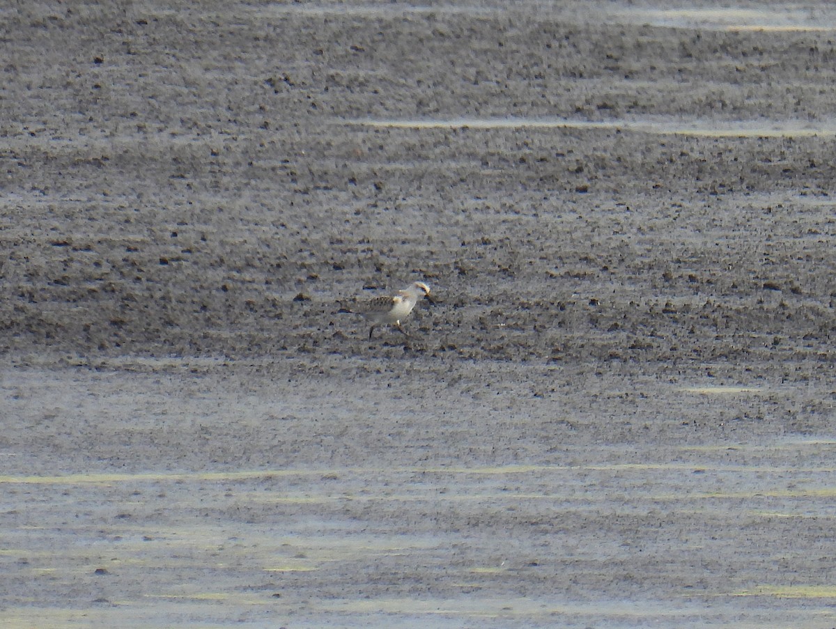 Sanderling - ML641495277