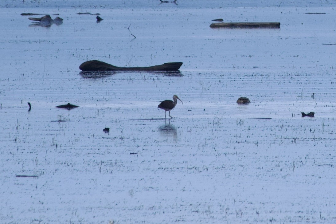 White Ibis - ML641495286