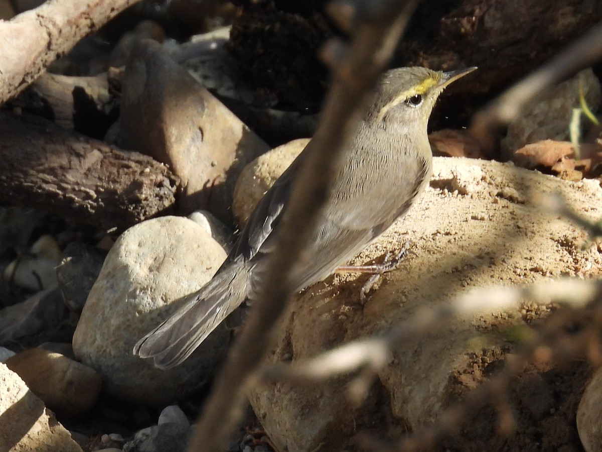 Sulphur-bellied Warbler - ML641495297