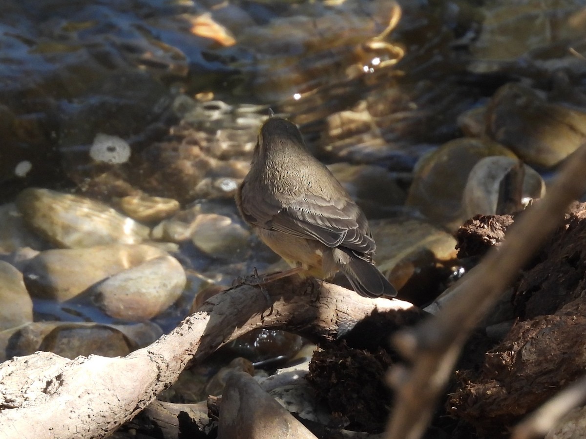 Sulphur-bellied Warbler - ML641495298