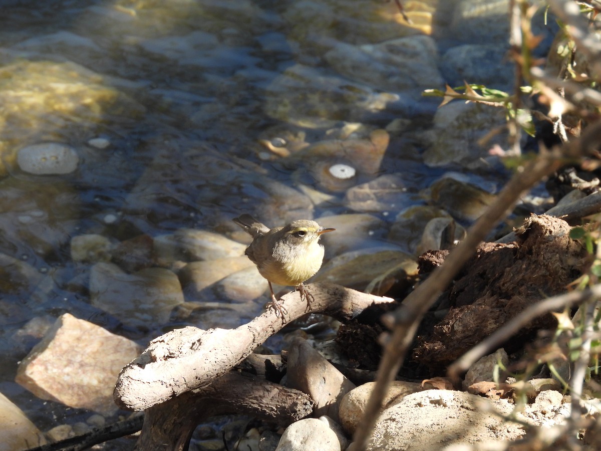 Sulphur-bellied Warbler - ML641495299