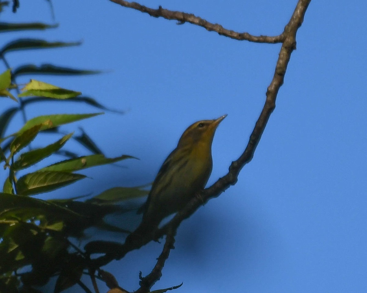 Blackburnian Warbler - ML641495304