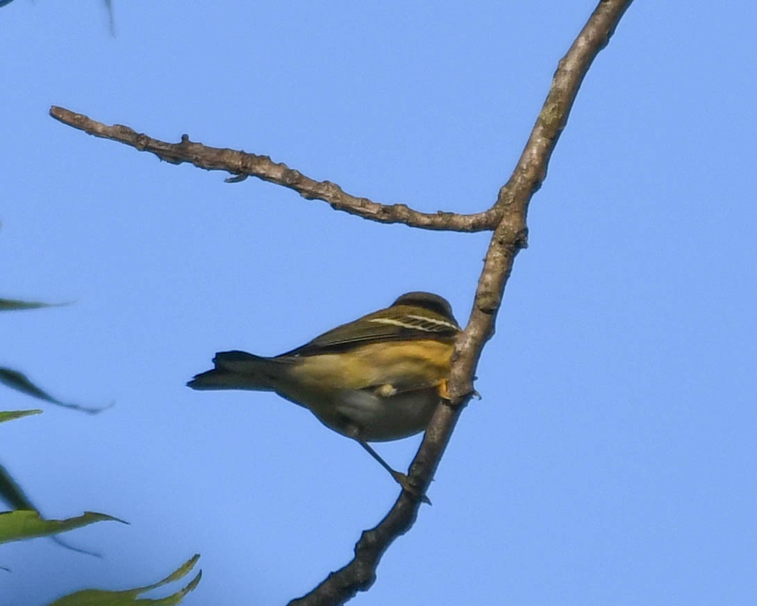 Blackburnian Warbler - ML641495305