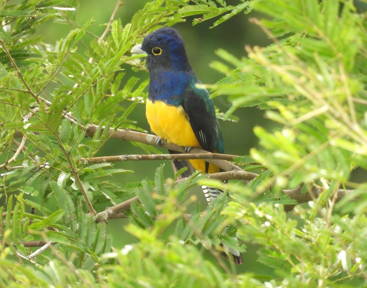 Amazonian Trogon - ML641495309