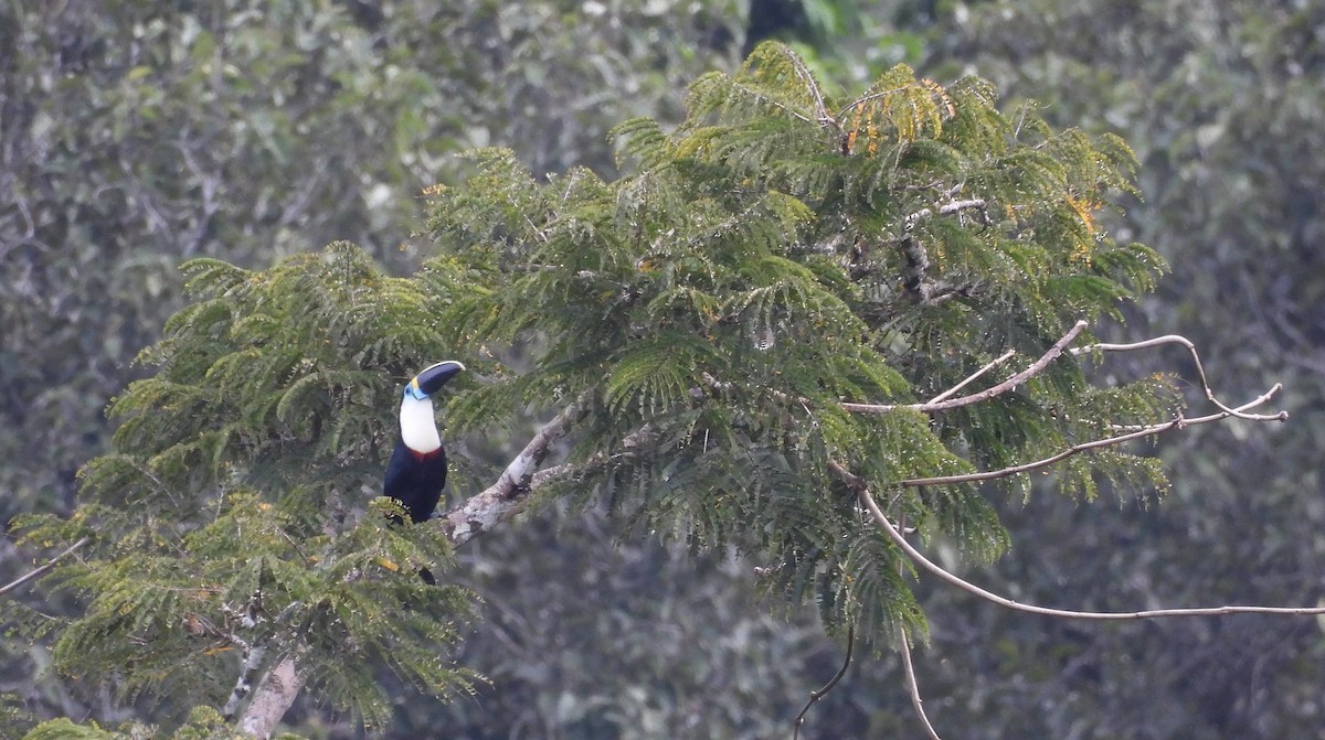 White-throated Toucan - ML641495317
