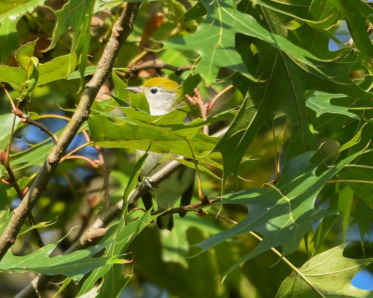 Chestnut-sided Warbler - ML641495319