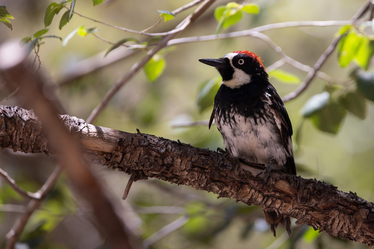 Acorn Woodpecker - ML641495323