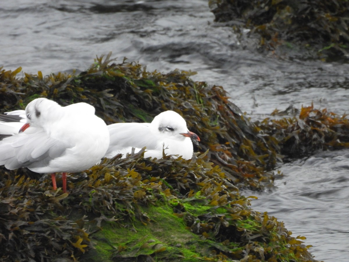 Mediterranean Gull - ML641495349