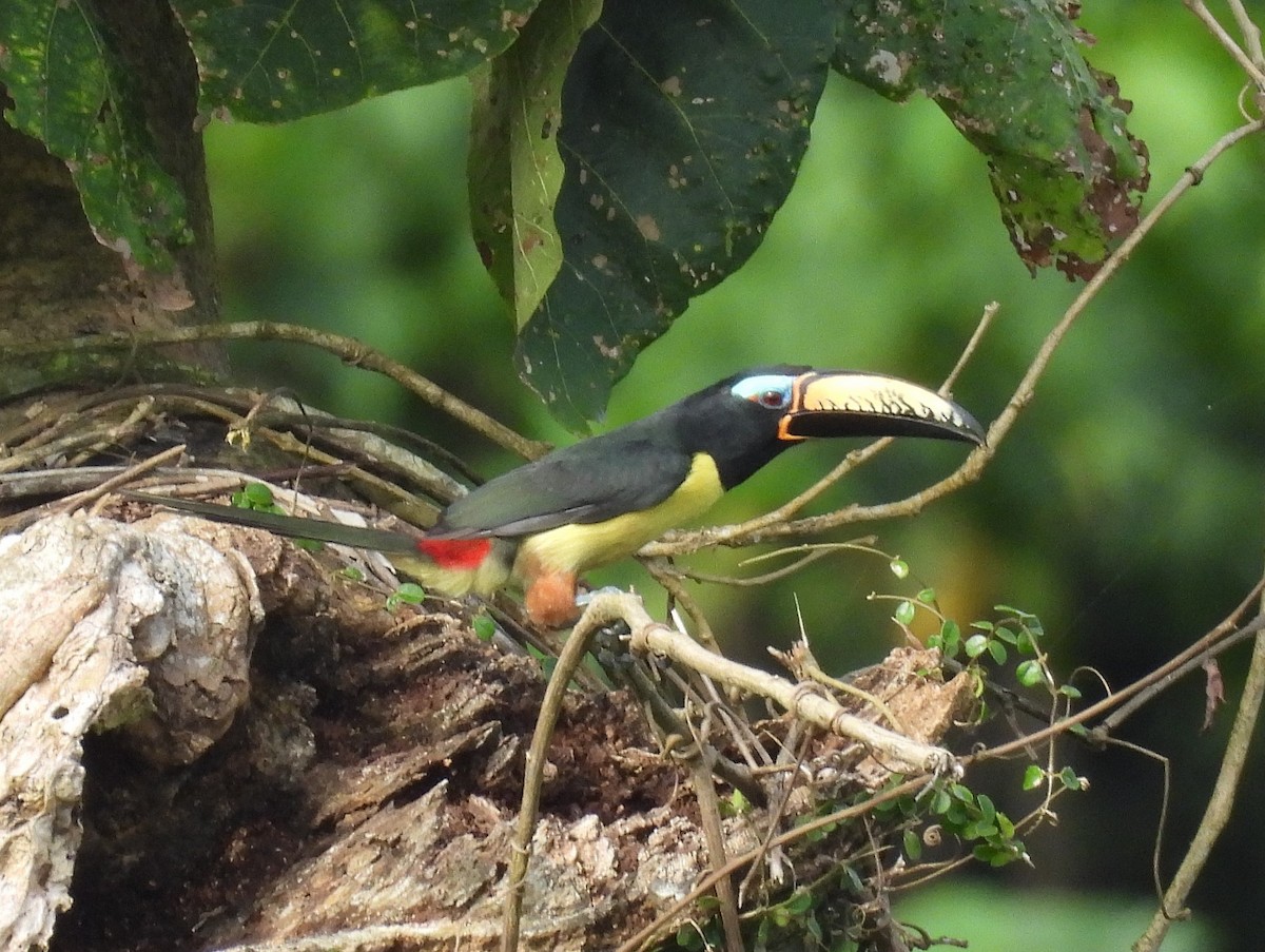 Lettered Aracari - ML641495351