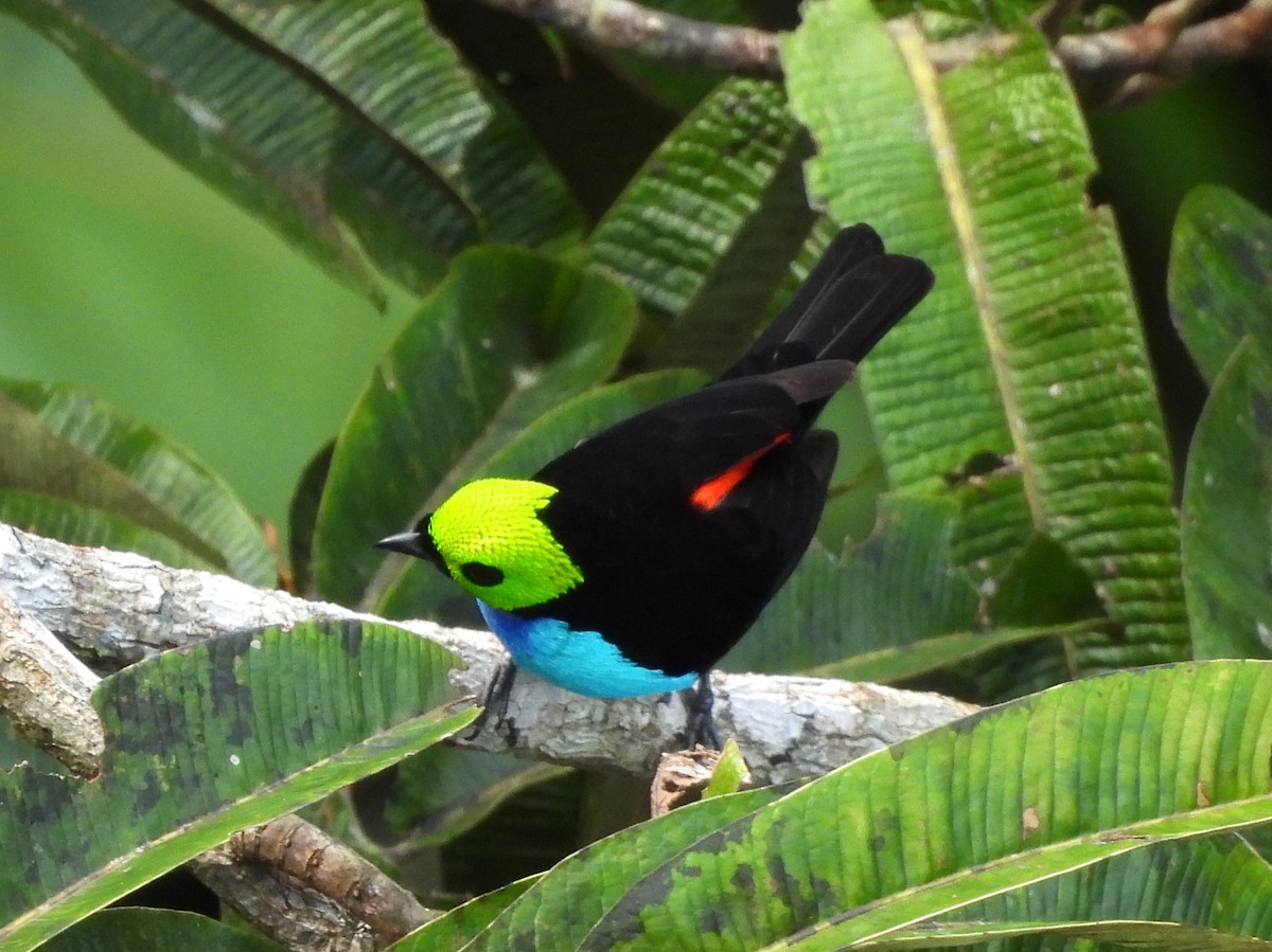 Paradise Tanager - ML641495367