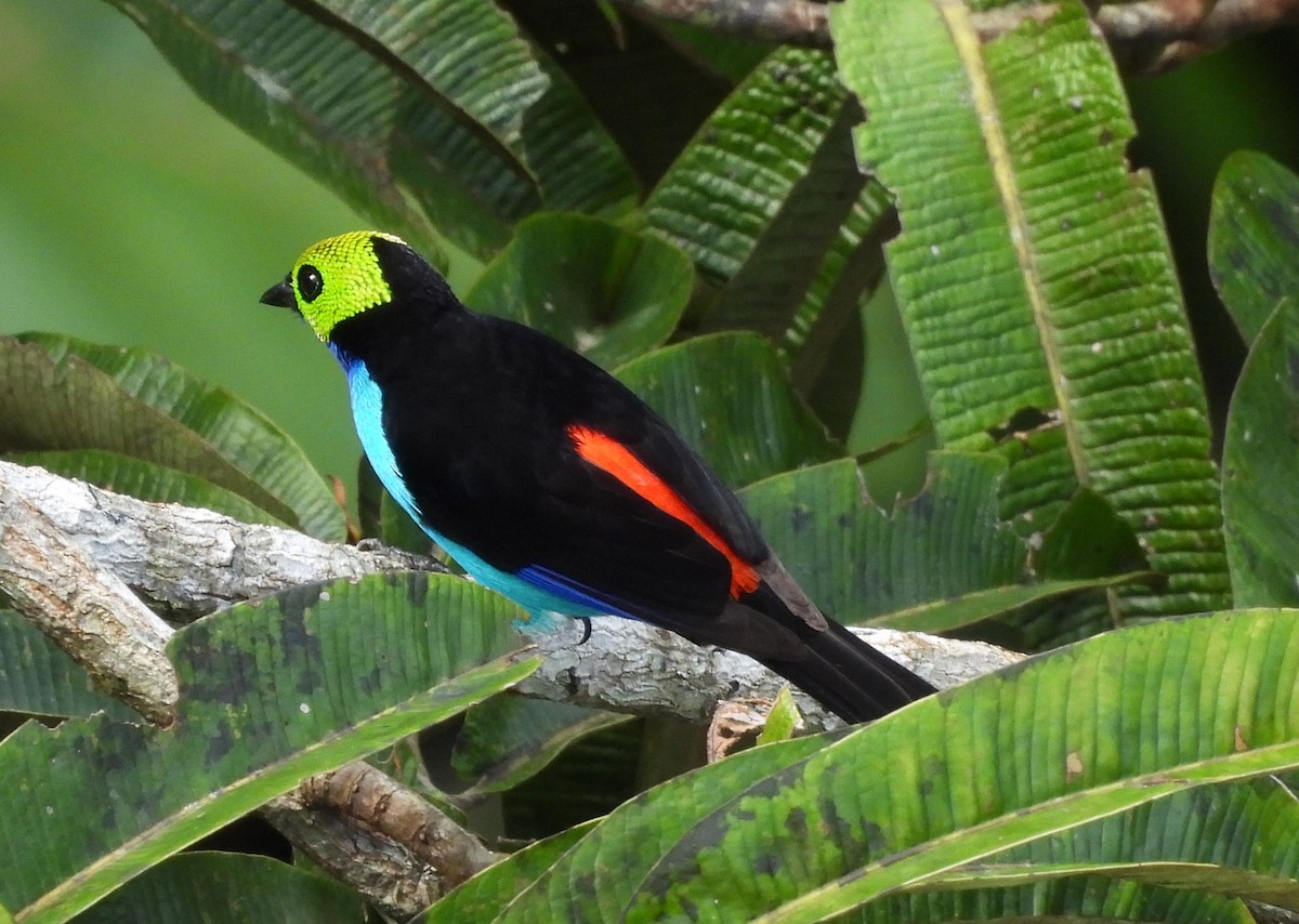 Paradise Tanager - ML641495370