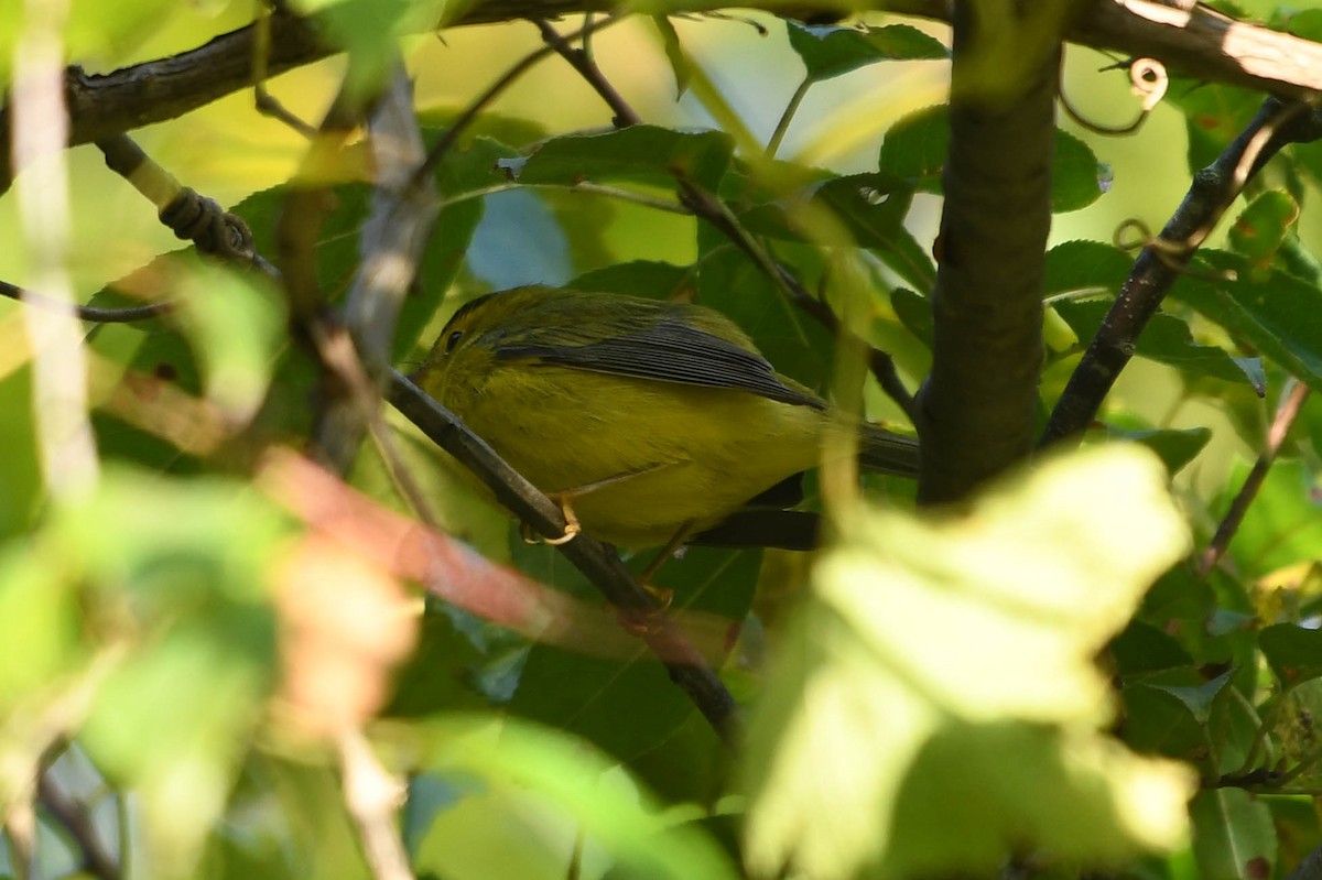 Wilson's Warbler - ML641495371