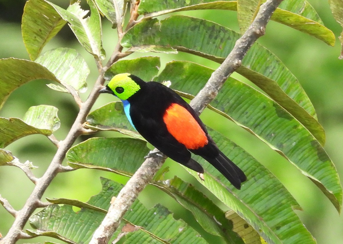 Paradise Tanager - ML641495374