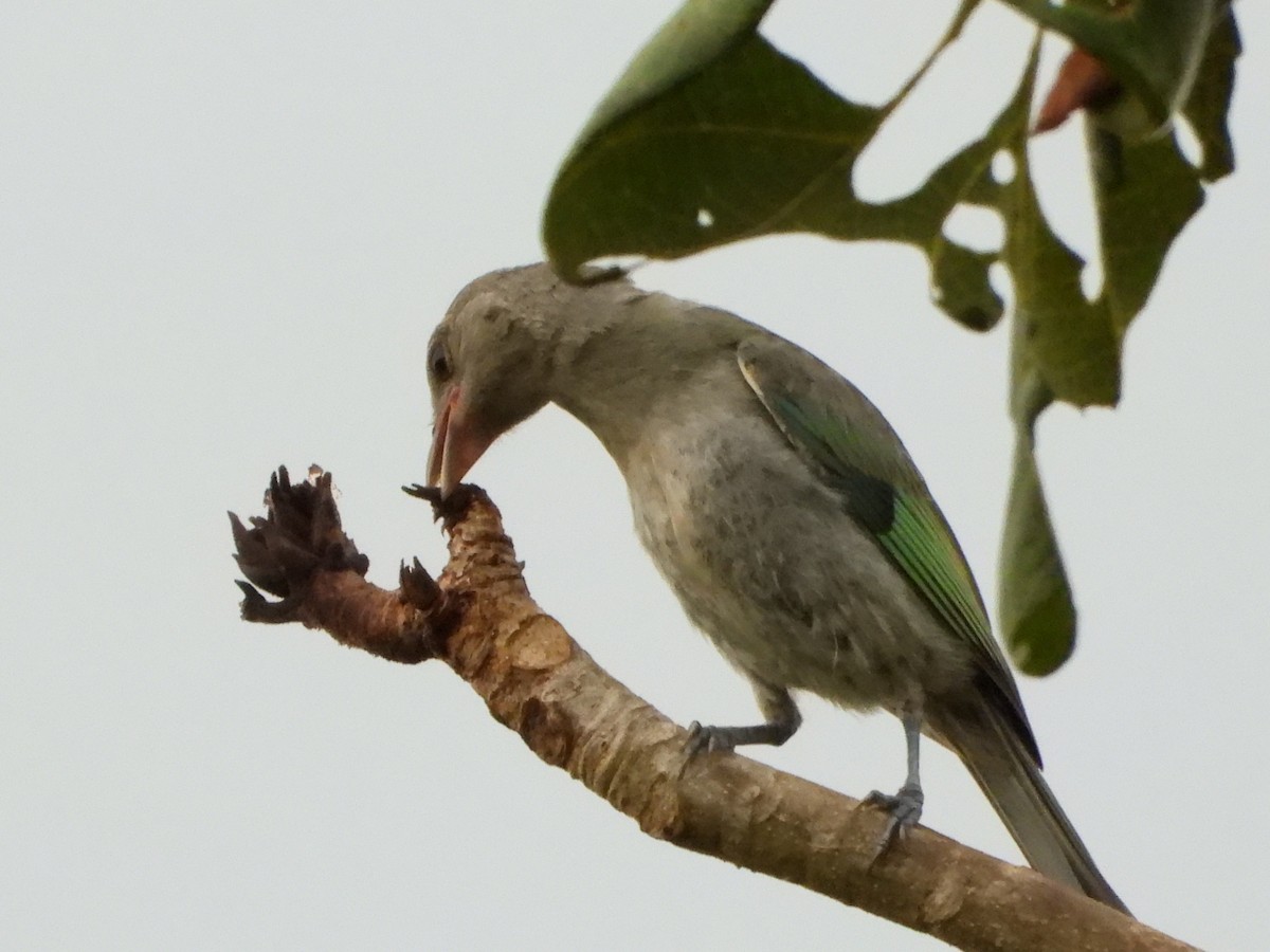 Glaucous Tanager - ML641495375