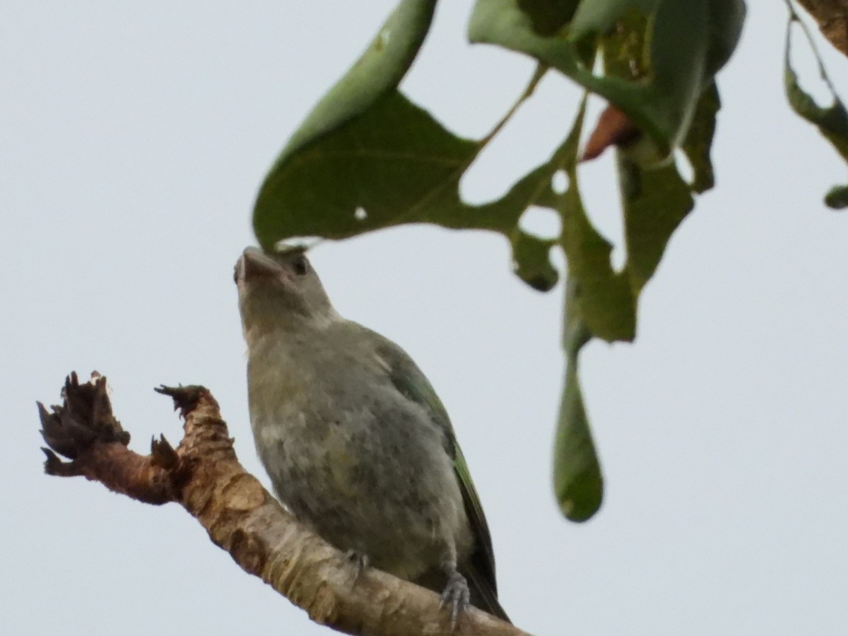 Glaucous Tanager - ML641495376