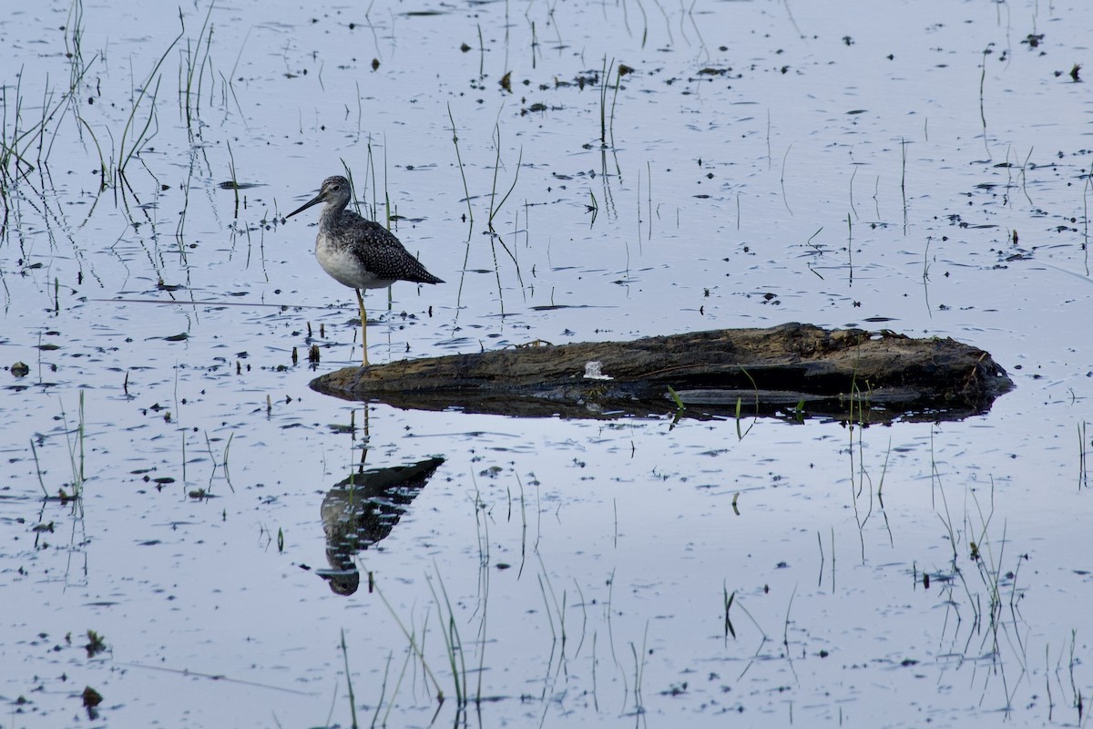 Greater Yellowlegs - ML641495381