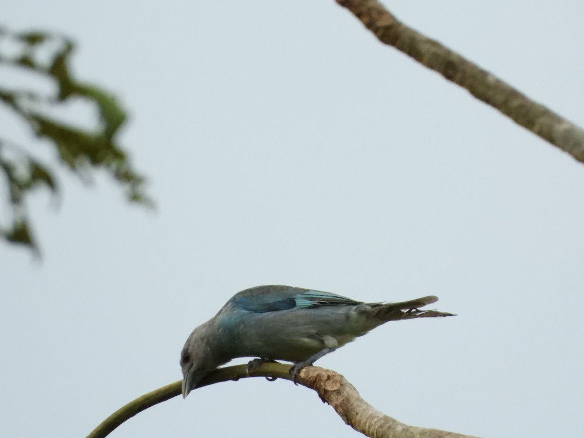 Glaucous Tanager - ML641495382