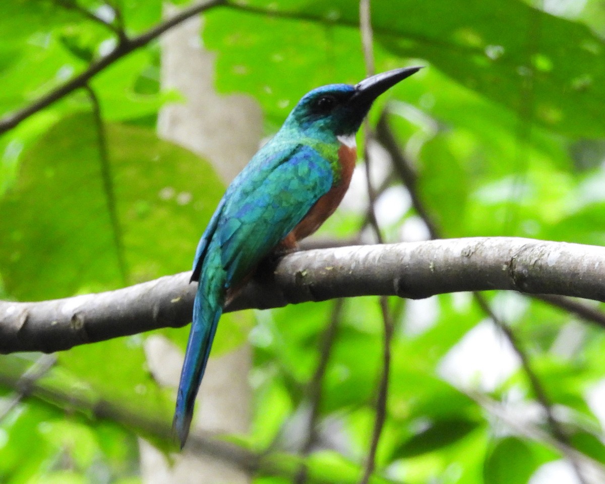 Great Jacamar - ML641495407