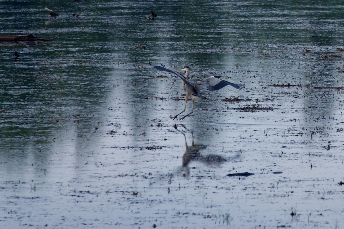 Great Blue Heron - ML641495408