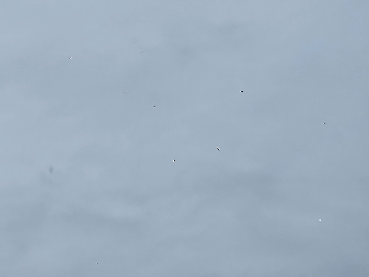 Древесная ласточка - ML641495425