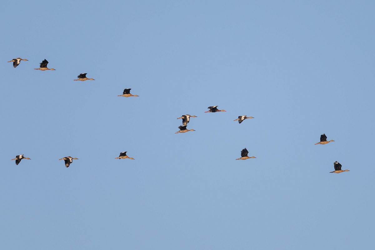 Black-bellied Whistling-Duck - ML641495454