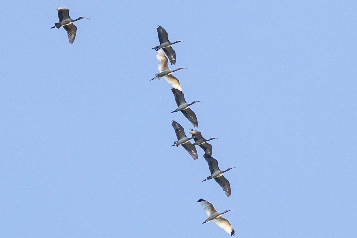 White Ibis - ML641495457