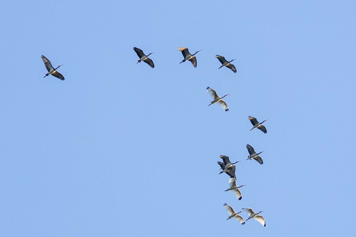 White Ibis - ML641495462