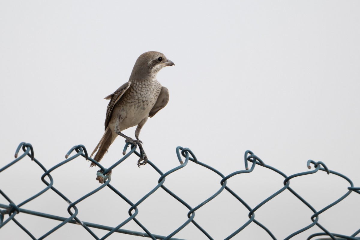Red-tailed Shrike - ML641495476