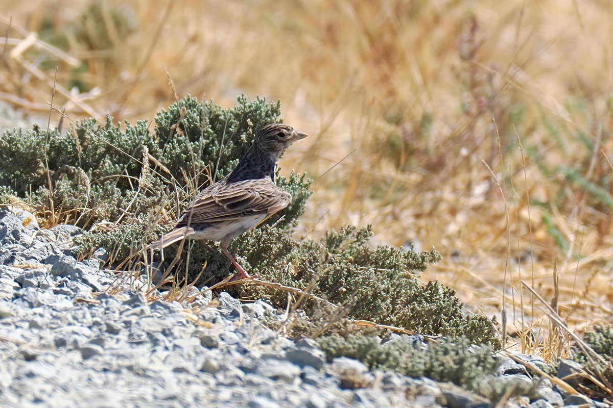 Mediterranean Short-toed Lark - ML641495477