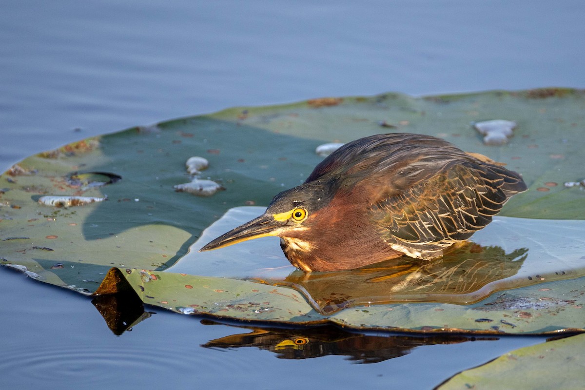 Green Heron - ML641495479