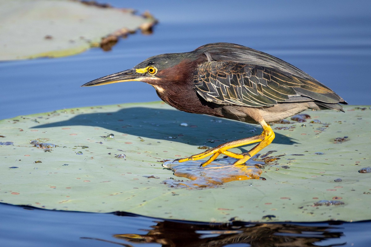 Green Heron - ML641495486