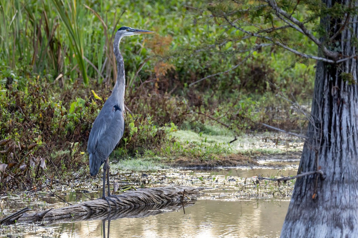 Great Blue Heron - ML641495492