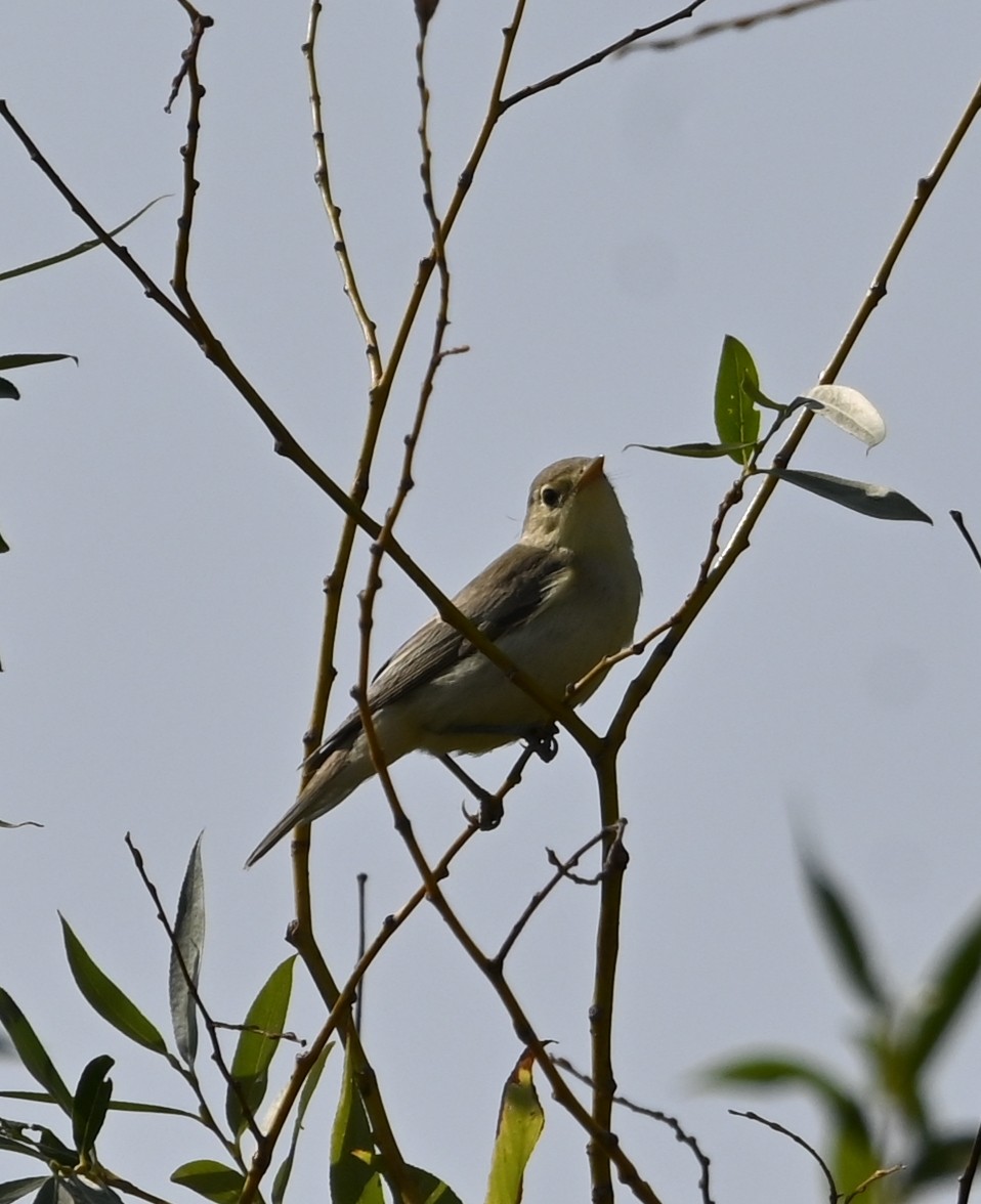 sedmihlásek hajní - ML641495503