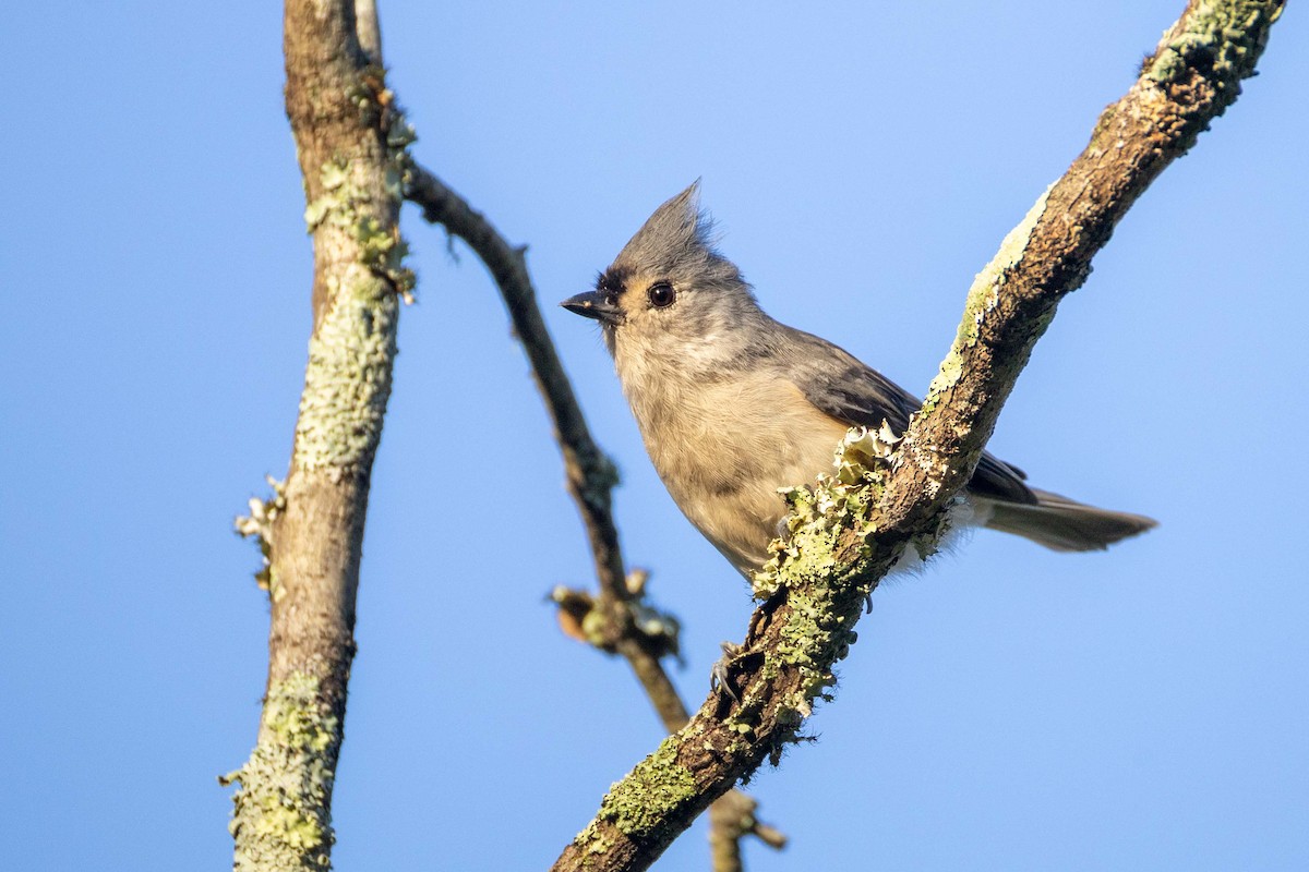 Tufted Titmouse - ML641495506