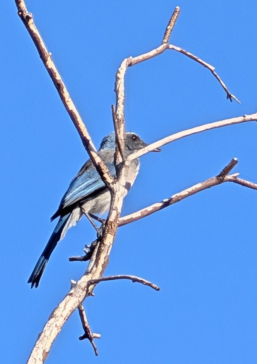 Woodhouse's Scrub-Jay - ML641495513