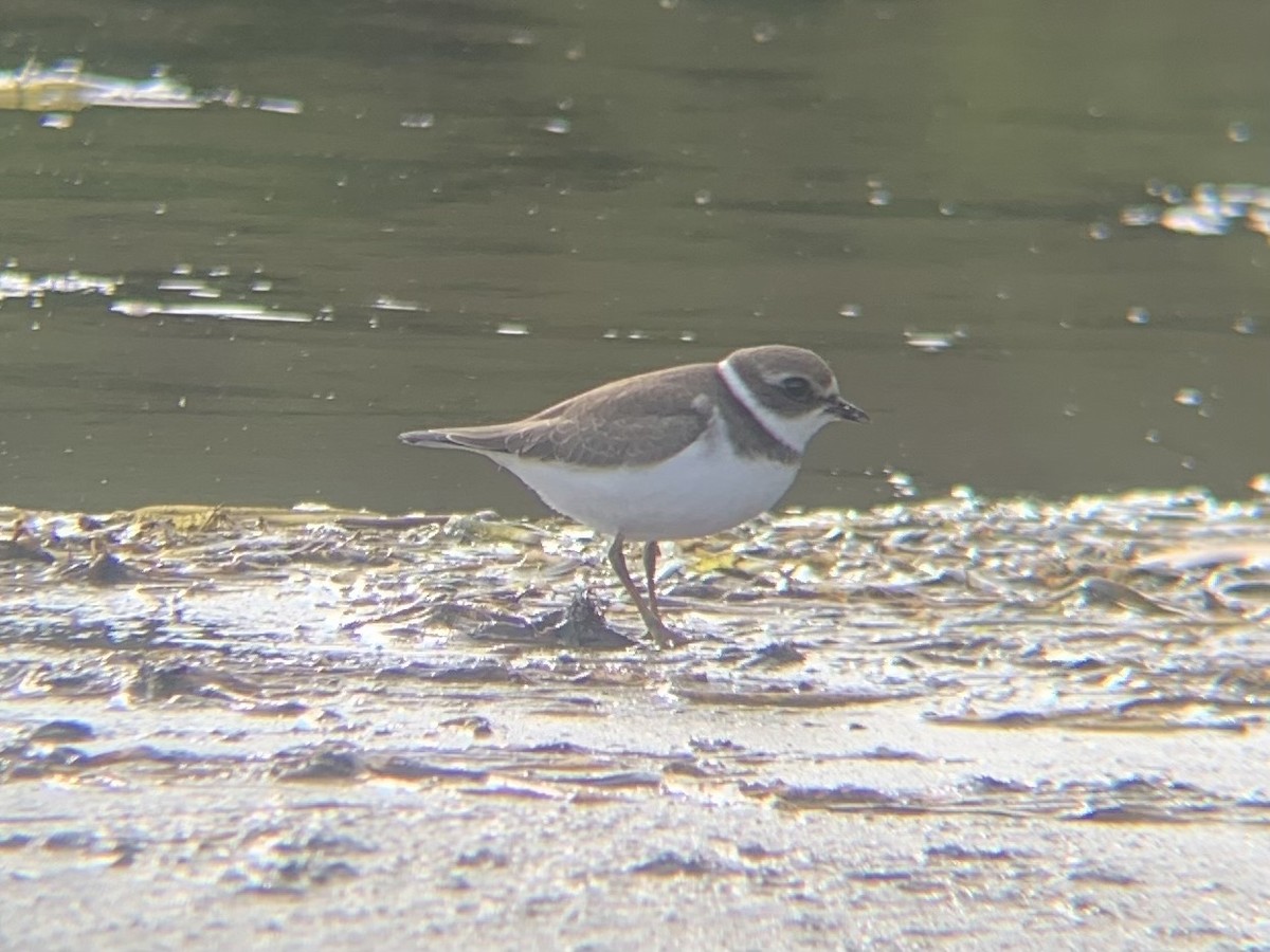 Semipalmated Plover - ML641495522