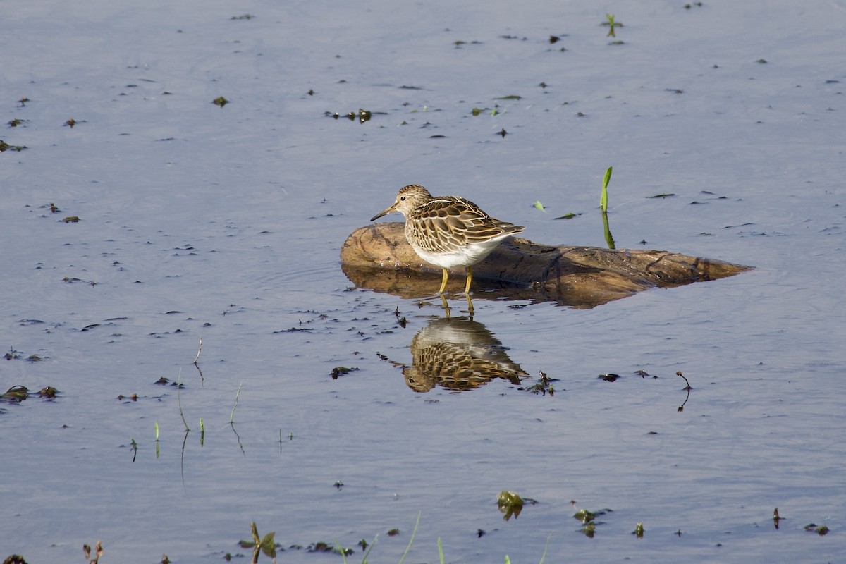 Pectoral Sandpiper - ML641495568
