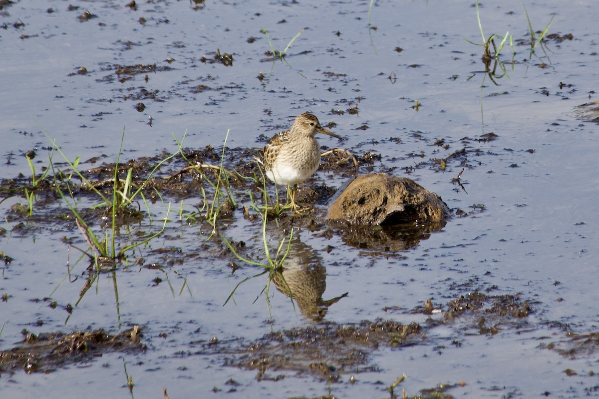 Pectoral Sandpiper - ML641495569