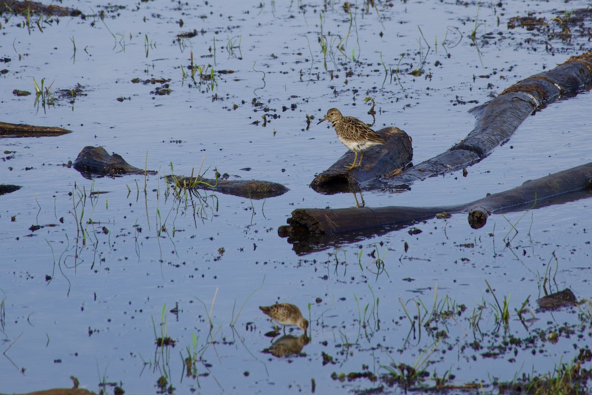Pectoral Sandpiper - ML641495570