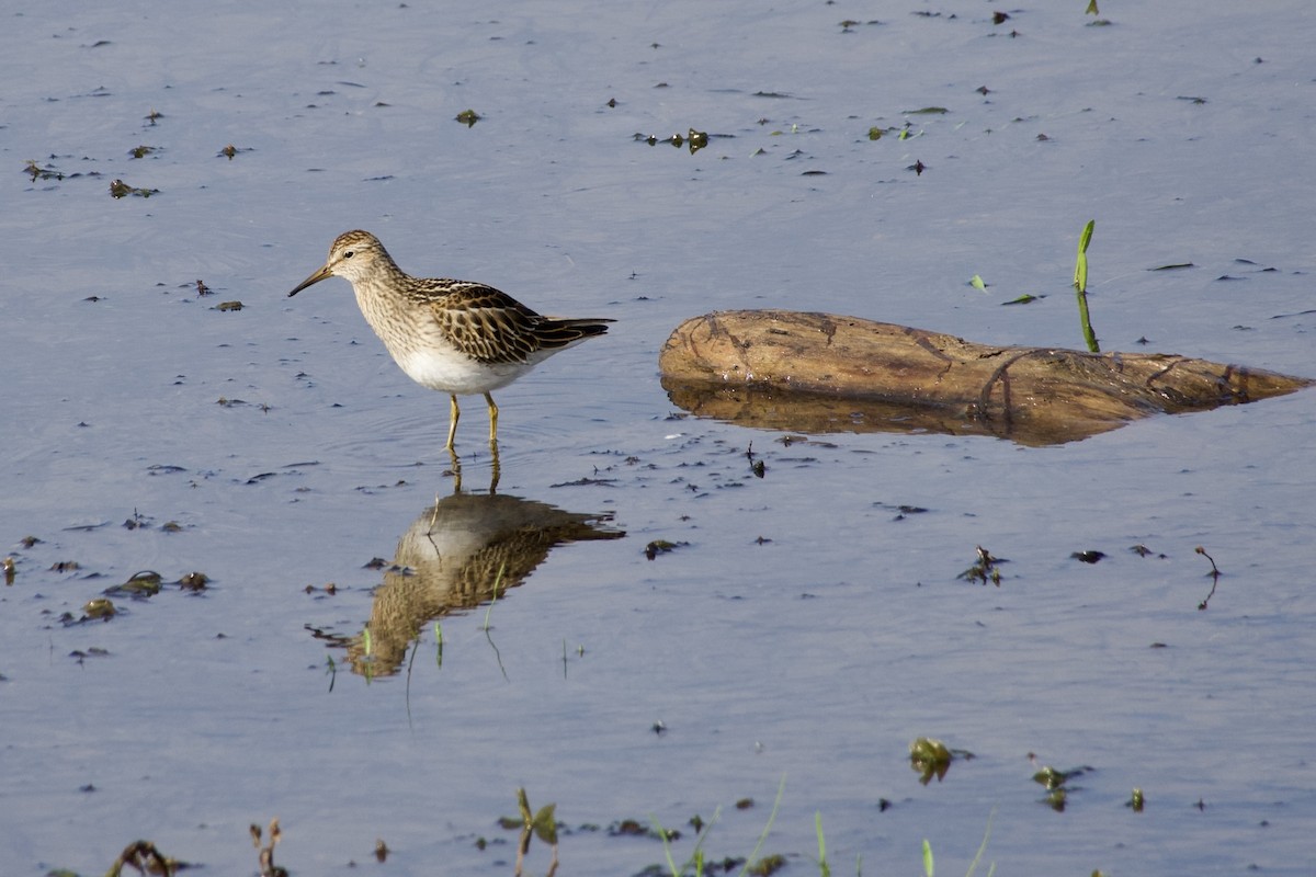 Pectoral Sandpiper - ML641495571