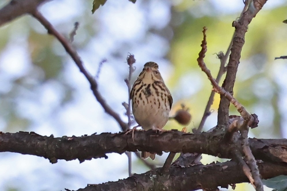Pipit des arbres - ML641495631