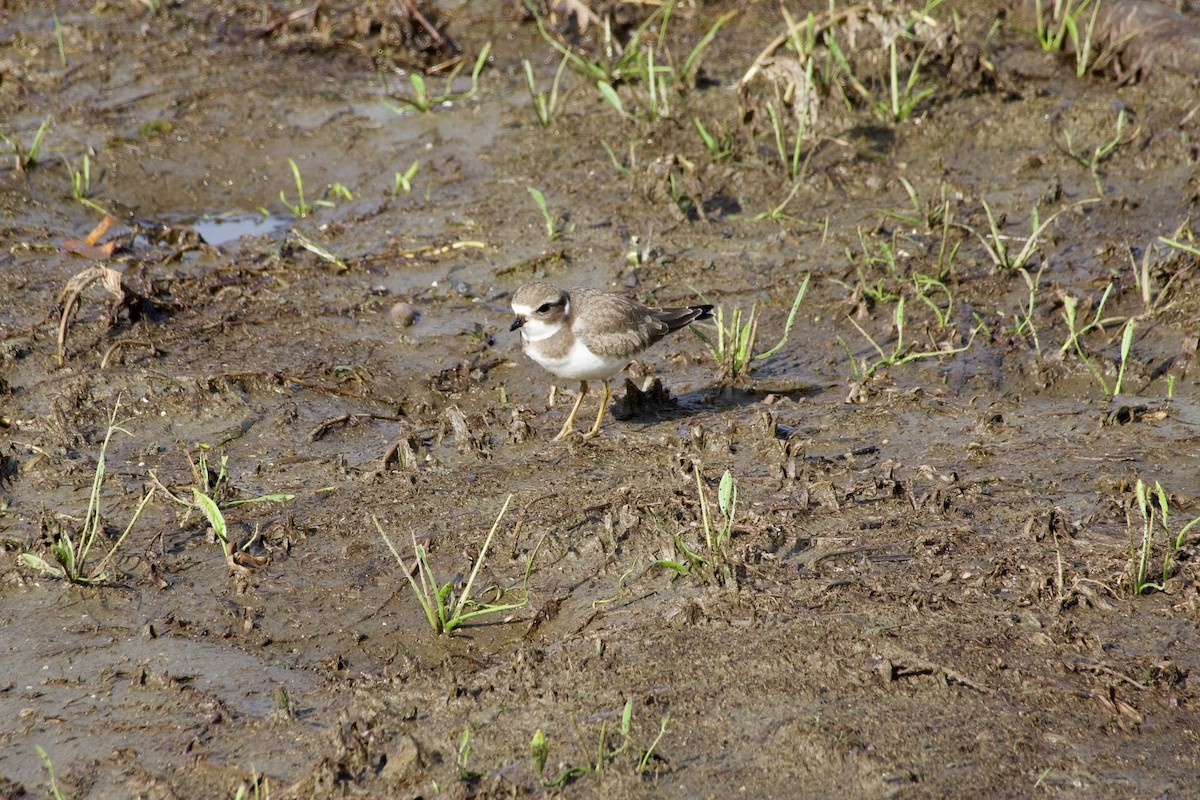 Semipalmated Plover - ML641495634