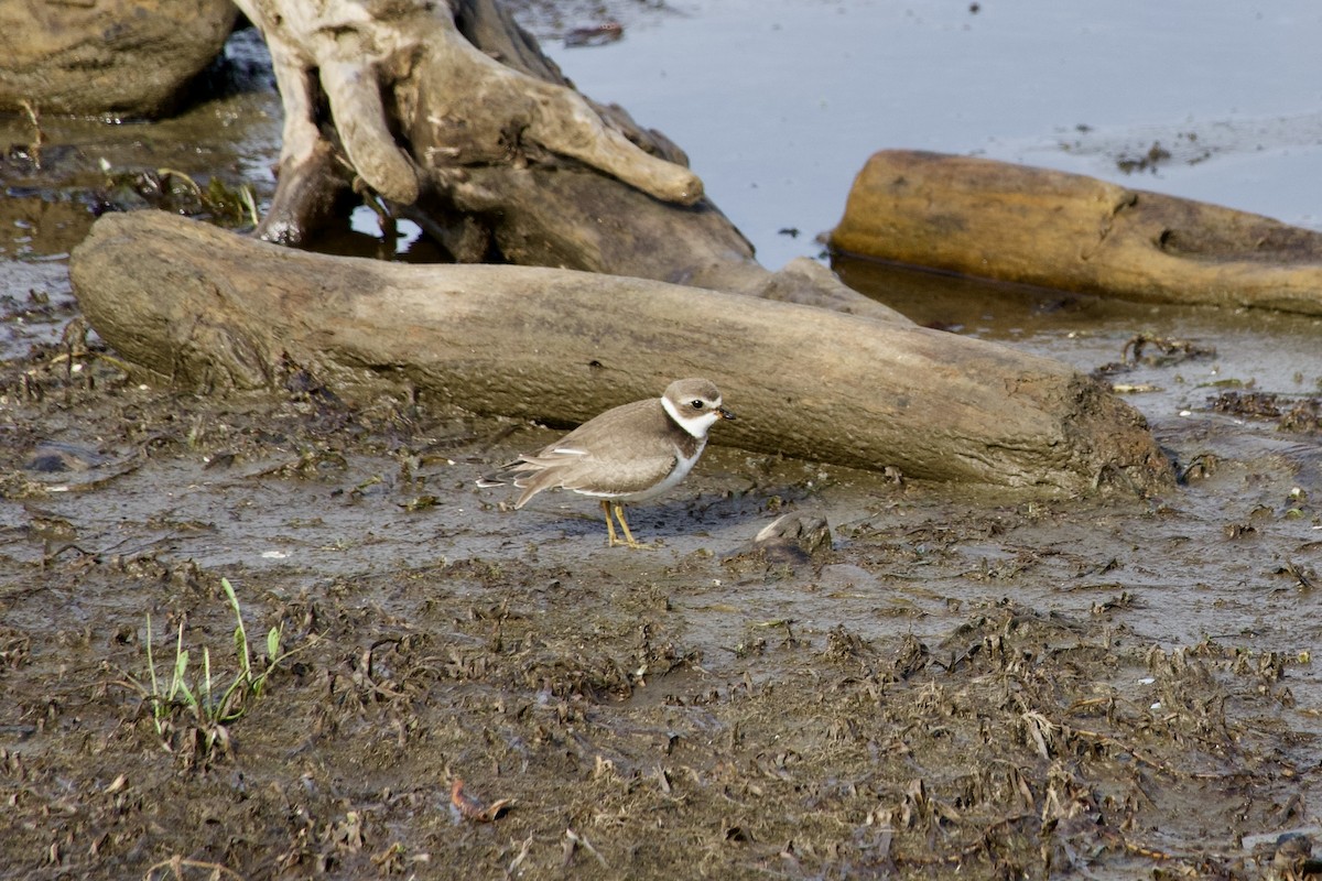Semipalmated Plover - ML641495635