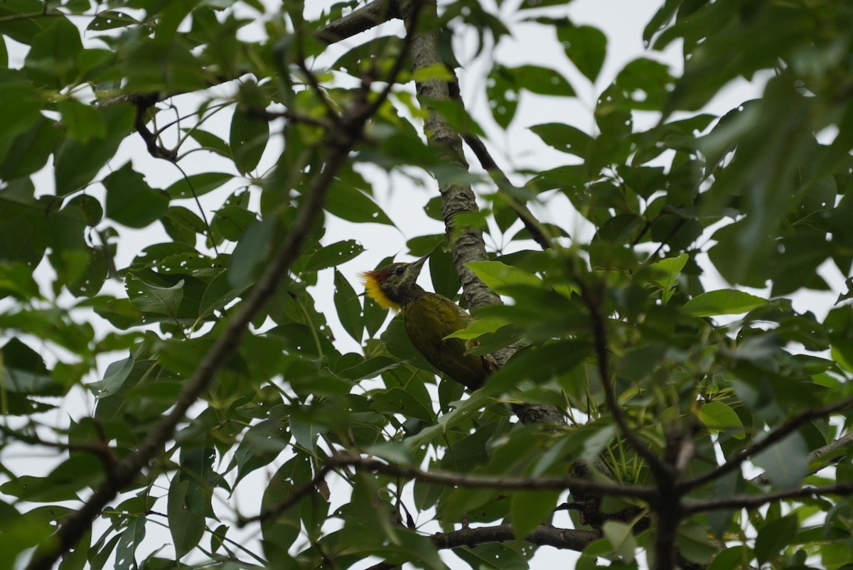 Lesser Yellownape - ML641495648