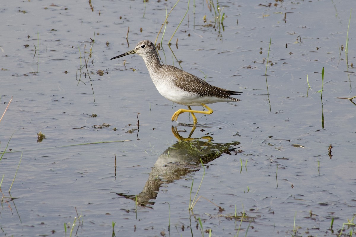 Greater Yellowlegs - ML641495687