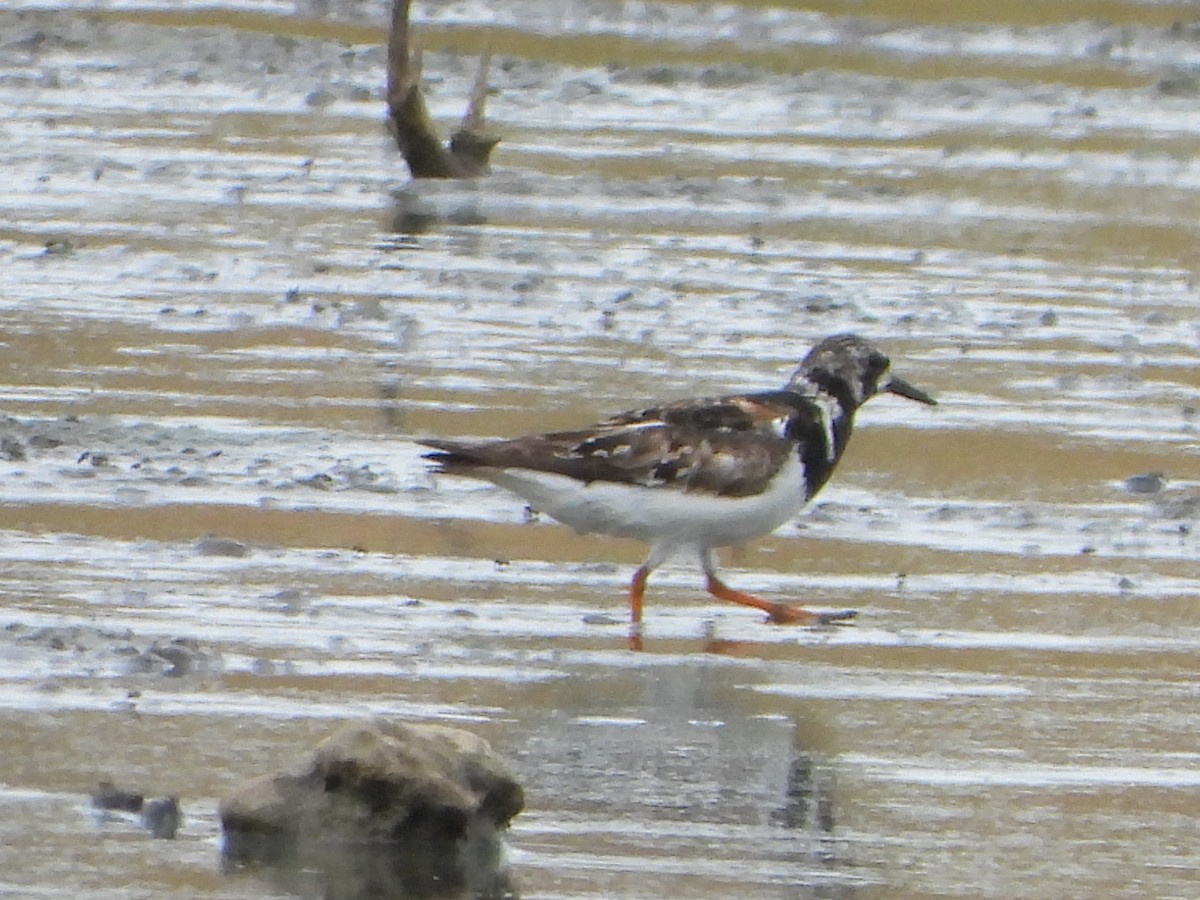 Tournepierre à collier - ML641495721