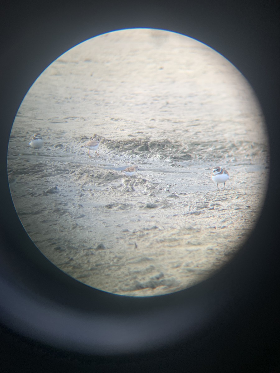 Least Sandpiper - ML641495727