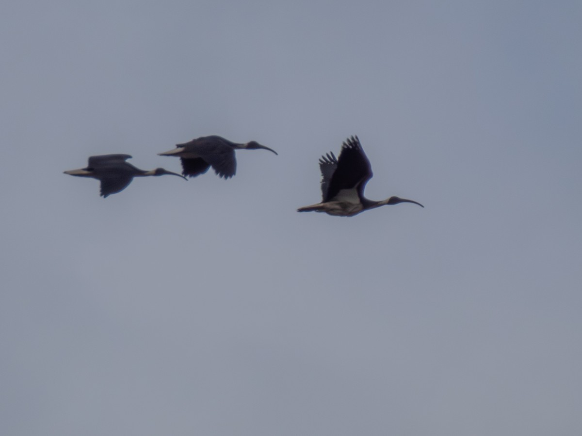 Straw-necked Ibis - ML641495758