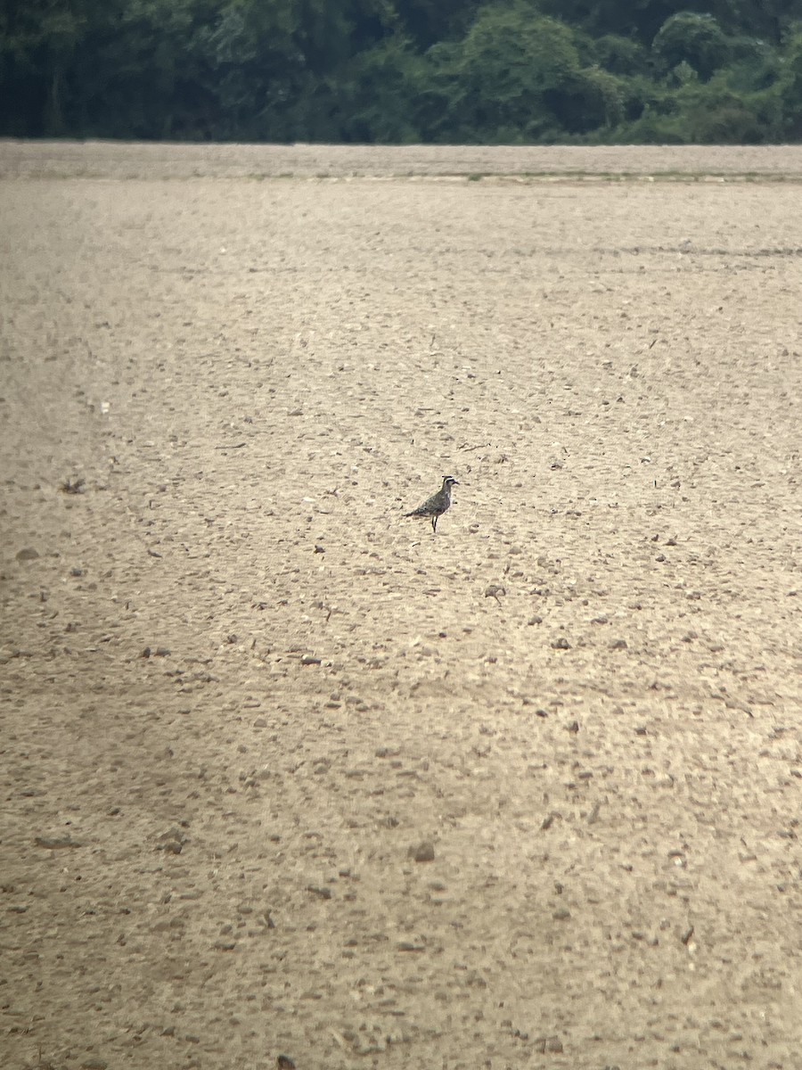 American Golden-Plover - ML641495779