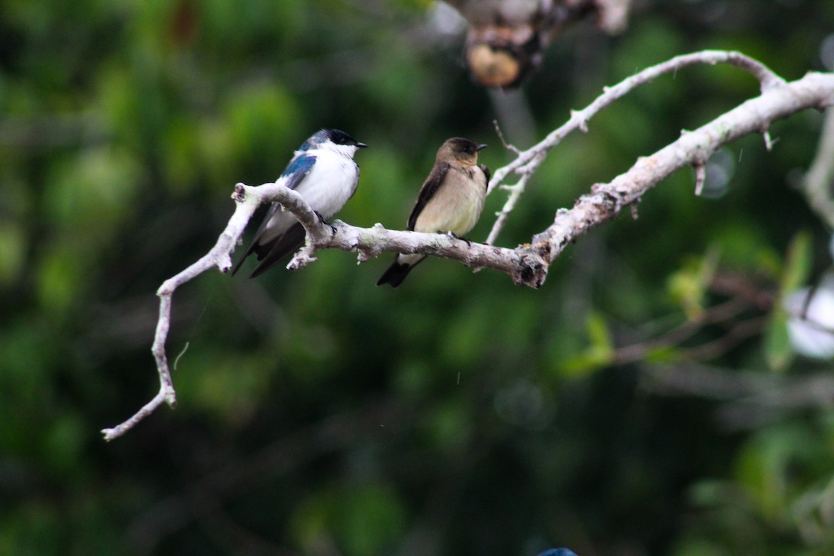 White-winged Swallow - ML641495822